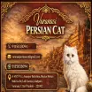 Varanasi Persian Cats